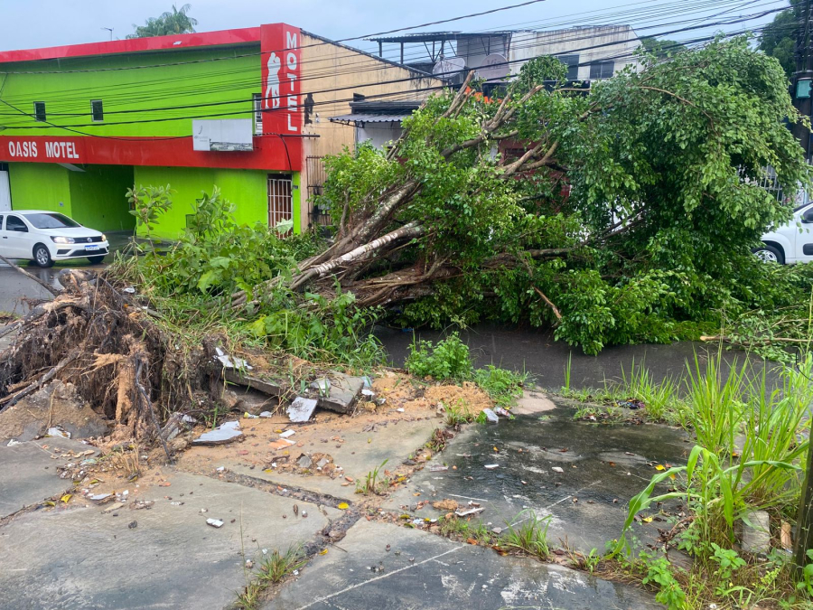 Forte chuva derruba árvore em frente ao SAP Galiléia, na Zona Norte de Manaus